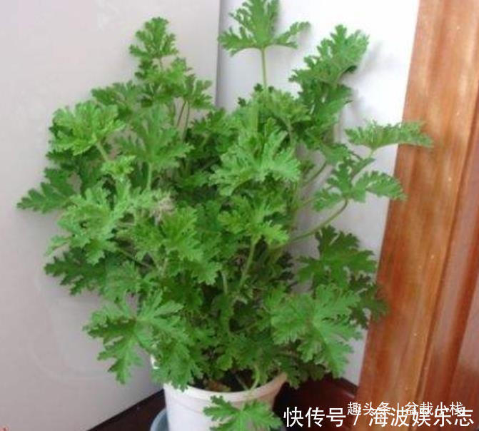 效果|晚上睡觉蚊子多别点蚊香,养“3种花”,驱蚊效果赞,入睡快