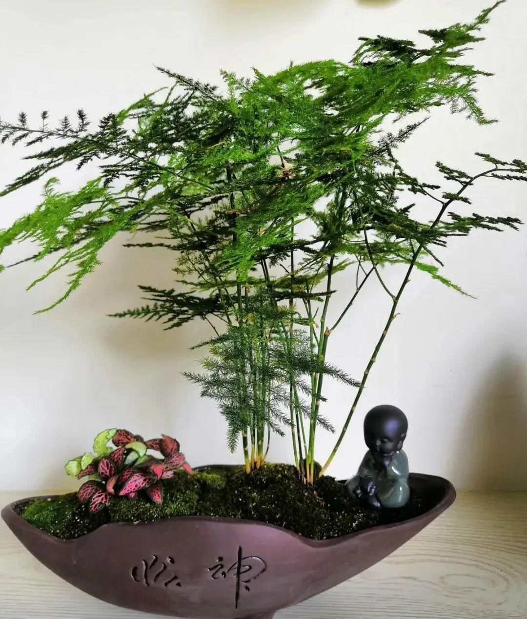 人养花,花也养人,家里养这10种花,越养越健康