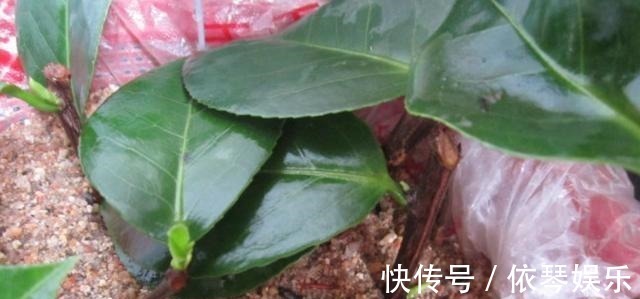 根系|扦插的5个错误操作,不是难生根,是你做错了,扦插其实很简单