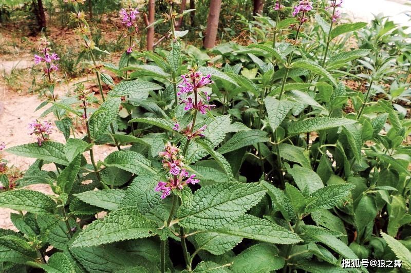 地里1种“蚕宝宝”,是润肺益肾“特效药”,可惜想吃不好找