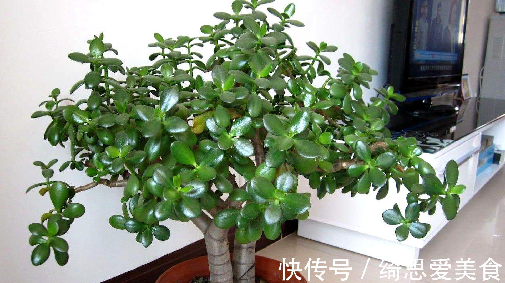 客厅想养“健康花”,建议从这12种里面选,不仅养人,还大气吉祥