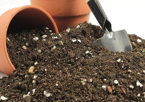 换盆的旧土里放点这个小东西,没想到变得比新土还要肥沃