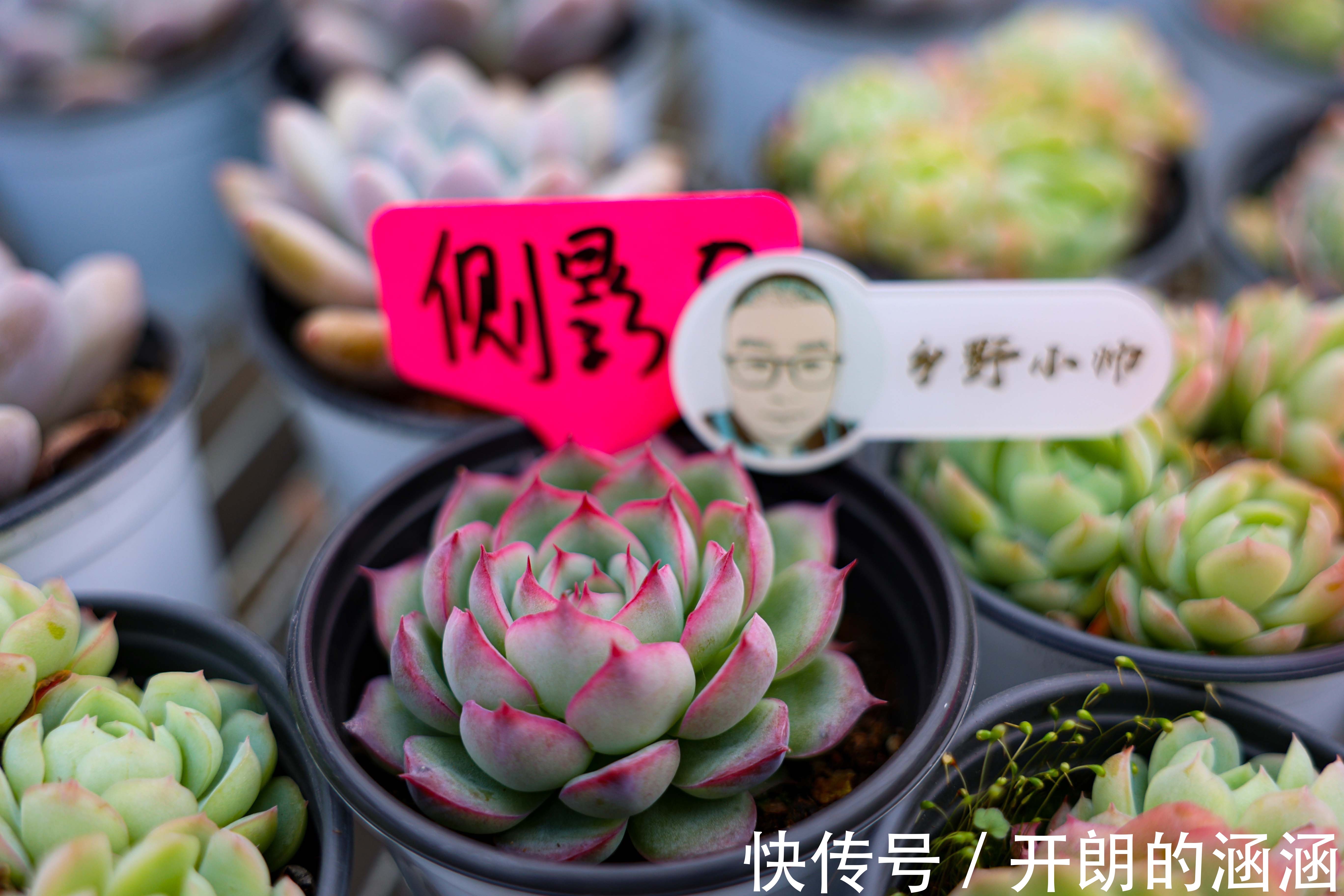 大棚新品盘点,蒂亚、福娘、侧影,冬天里的高颜值多肉