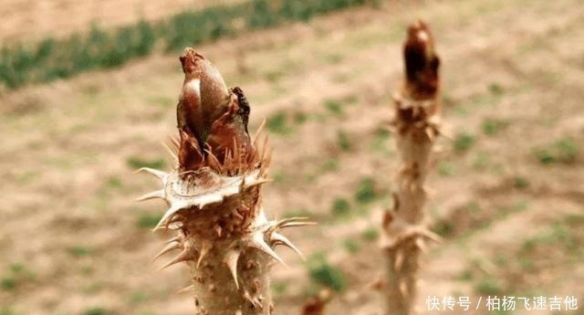 槐花菜|农村有种满身刺的木苗,村民这是“树上人参”