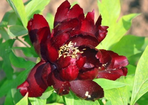 养花不如养初乌，开花一茬接一茬，花色如黑墨，高贵冷艳