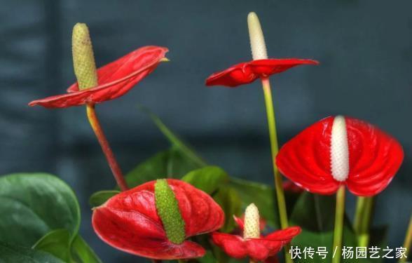 撑爆|养红掌有“3不能”,做好根系撑爆盆,叶片绿油油,满盆全是花!