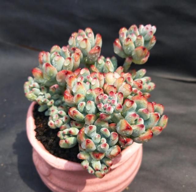 从小|养了5年多肉,从小白变成大神,这些经验送你了