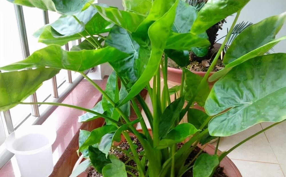 越美的花越有毒,生活诚不欺我!快来认识七种大毒花,避免受伤害