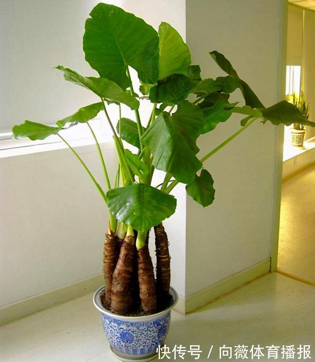 十种“大毒花”,家里经常养,越漂亮毒性越大,避开为好