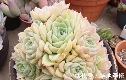 厚叶|3种多肉植物,号称“爆崽小能手”,晒一晒上色美,容易群生爆崽