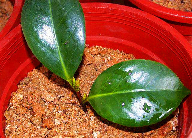 元旦前，5种花摘片叶，扔盆里，遇土就生根，立省200元