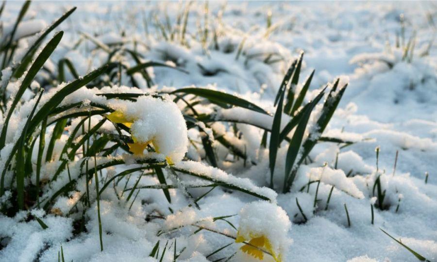 这花真能开,4个球开出28朵花,一颗就能开爆盆!