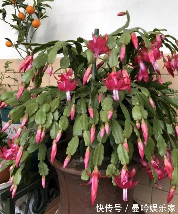 嫁接蟹爪兰该注意什么多了解3个问题,植株年年开成''花树''