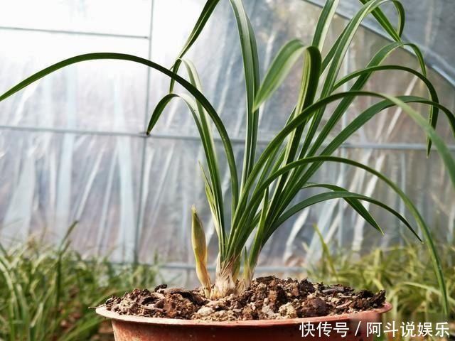 奇效|这种黑色粉末养兰花,究竟有什么奇效能让兰根这么壮