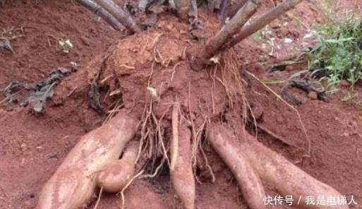 這長在地底下的“水果”,別錯過了,不僅能保護腸胃,還能降血糖