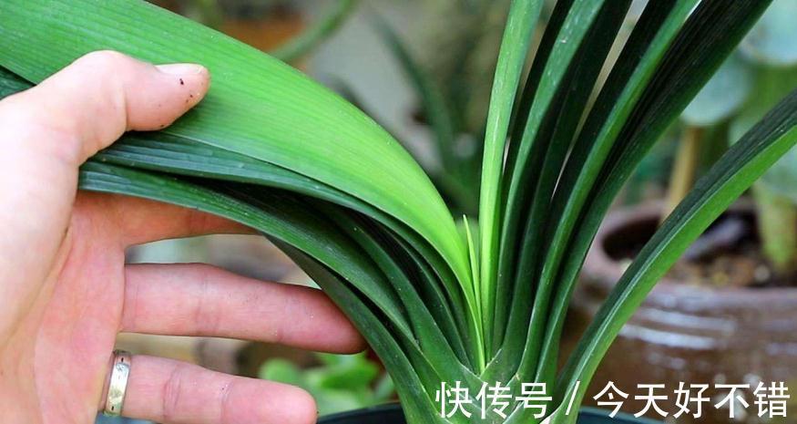君子兰容易死，不开花，只需做对5件事，叶片翠绿开花也旺