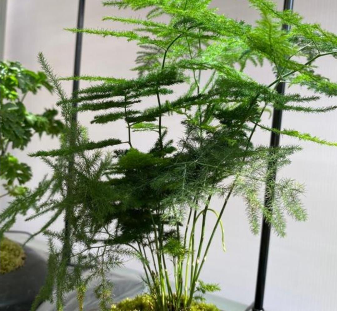 阳光|7月养8种花，最怕太阳晒，远离阳光，不然容易黄叶枯萎