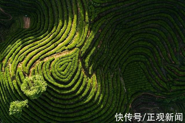 新昌大佛龙井|寻梦浙江