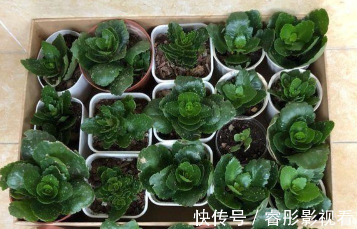 湿润|又到长寿花扦插季节,做好“2选3足”,15天长满白根!