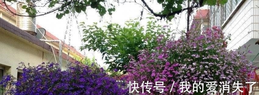 熊孩子|小孩子不懂事，摘了邻居几朵花，被邻居骂爹骂娘，大家说至于吗？