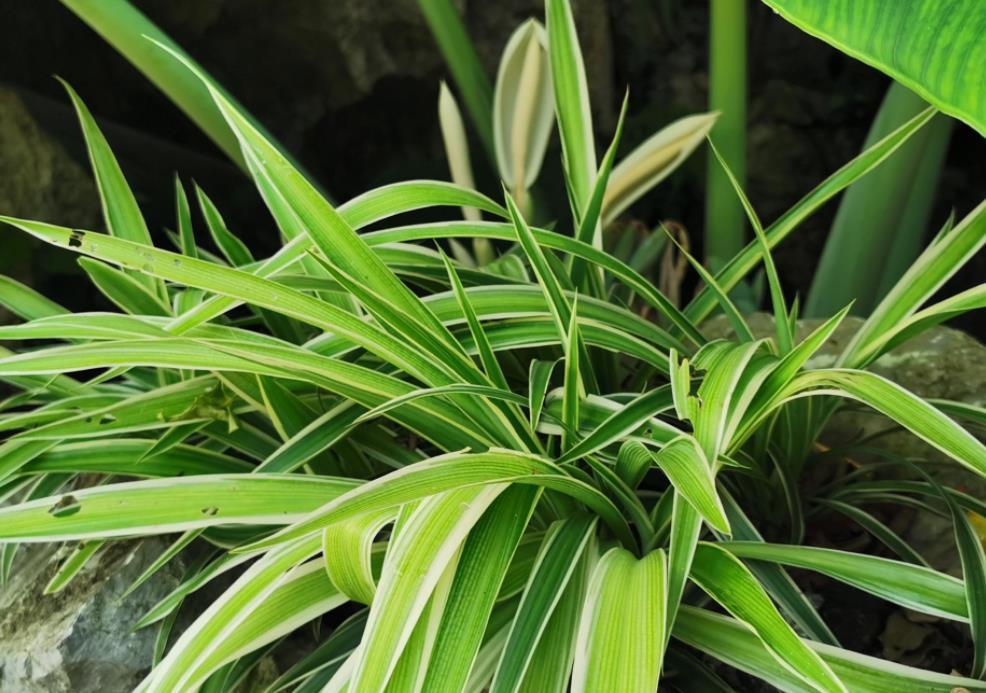 匍匐茎|夏天养金边吊兰，勤喷它，匍匐茎猛窜不停，1个月就长成瀑布