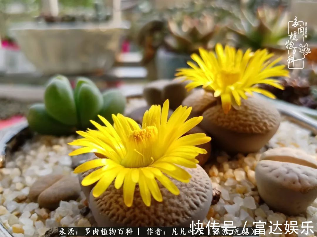 养肉路上，累并快乐着！时光不语，静待花开！