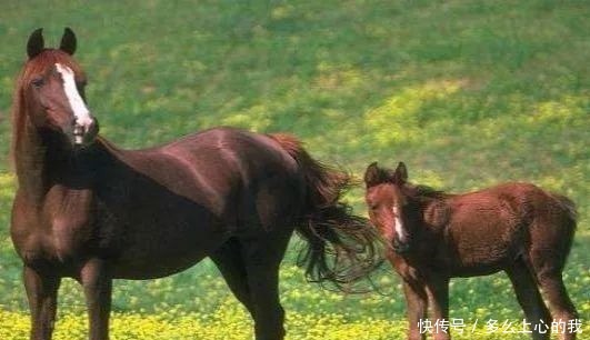 “好马不吃回头草”,人呢下半句尽显老祖宗智慧!