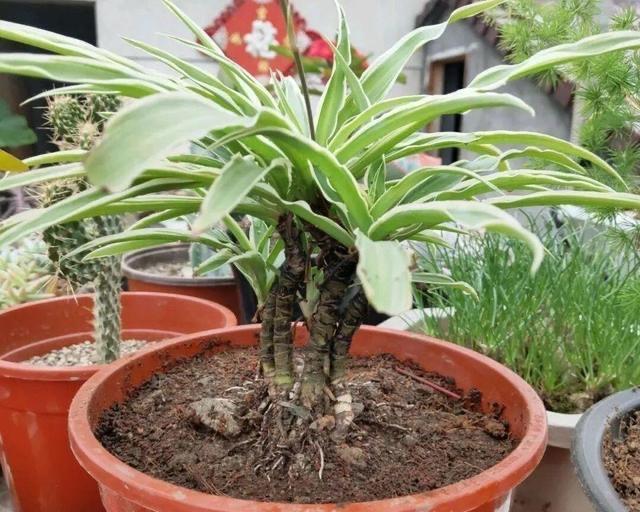 养花|夏季养花,3个浇水小窍门,枝叶绿油油,花儿越来越多
