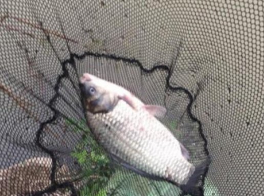 野钓怎样应对走水现象，掌握这些实用方法，走水照样能钓好