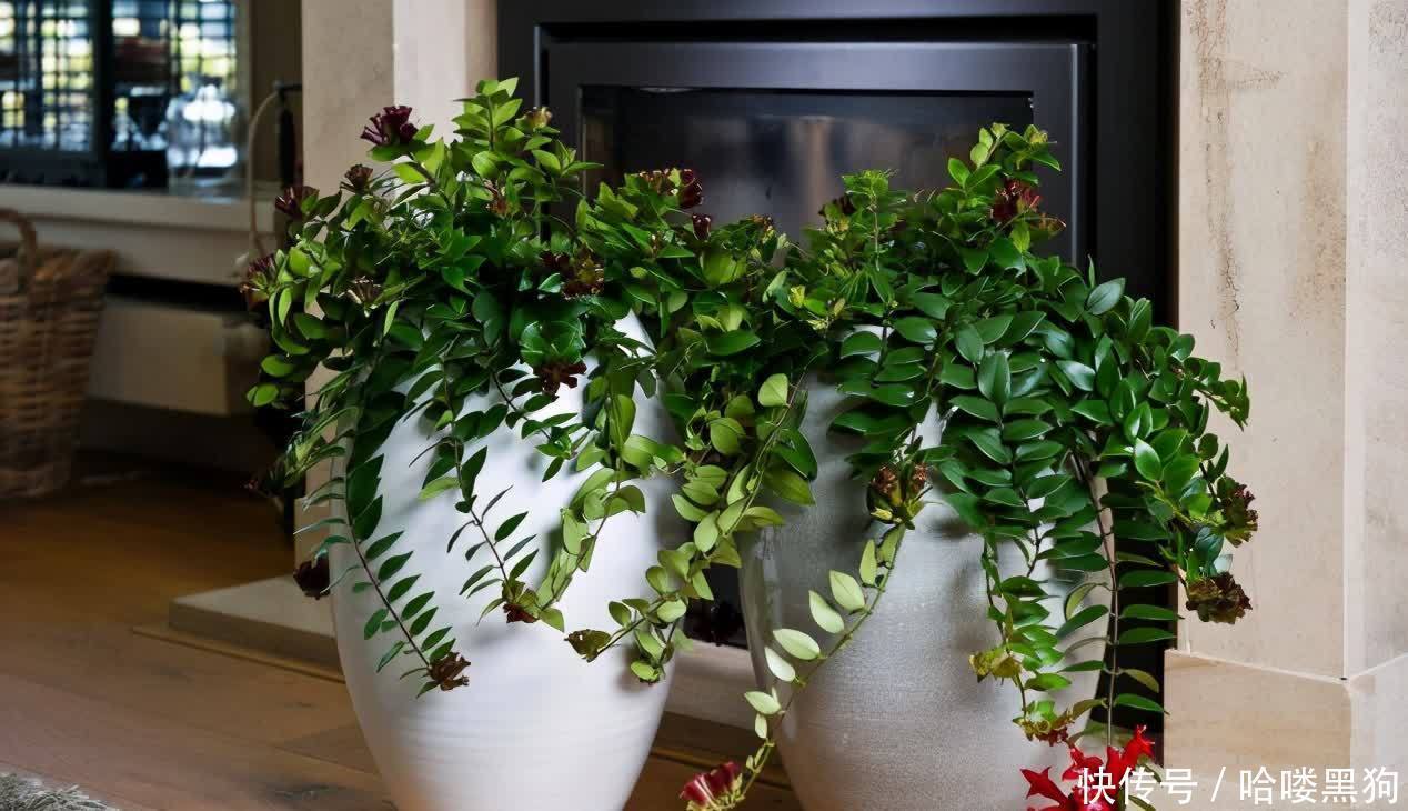 花友|塑料花盆的实用性,挑选花盆养花的规则,你知道吗?