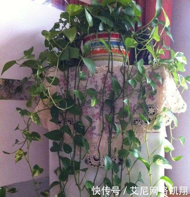 家里|给绿萝“吃个鸡蛋”,轻轻松松长满墙!