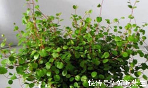 客厅|养这三种吊兰,美翻你的客厅,随便一插就能活,根本不用买!