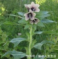 世界最毒的花有哪些十种最毒的花!