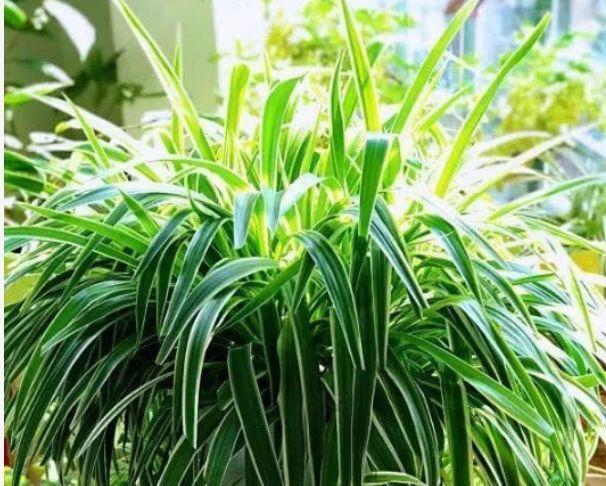 “4种花”养家里,空气1级棒,吸甲醛、杀病菌,枝繁叶茂