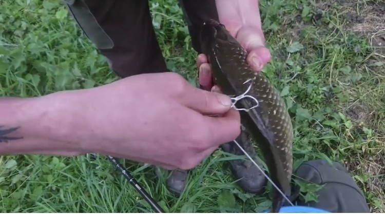 男子|男子用鲫鱼当诱饵,被朋友们嘲笑,最后钓到的鱼让朋友们闭了嘴