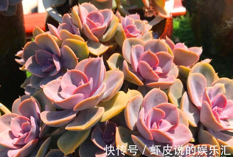 叶心|不应被遗忘的多肉紫珍珠，好养易上色，养成老桩后颜色紫红超好看