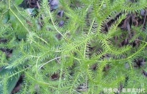 中药“伸筋草”长什么样，有哪些功效与作用带你认知