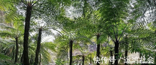 桫椤树|游山玩水碰上这4种花树，离远点不能挖，它们很珍贵