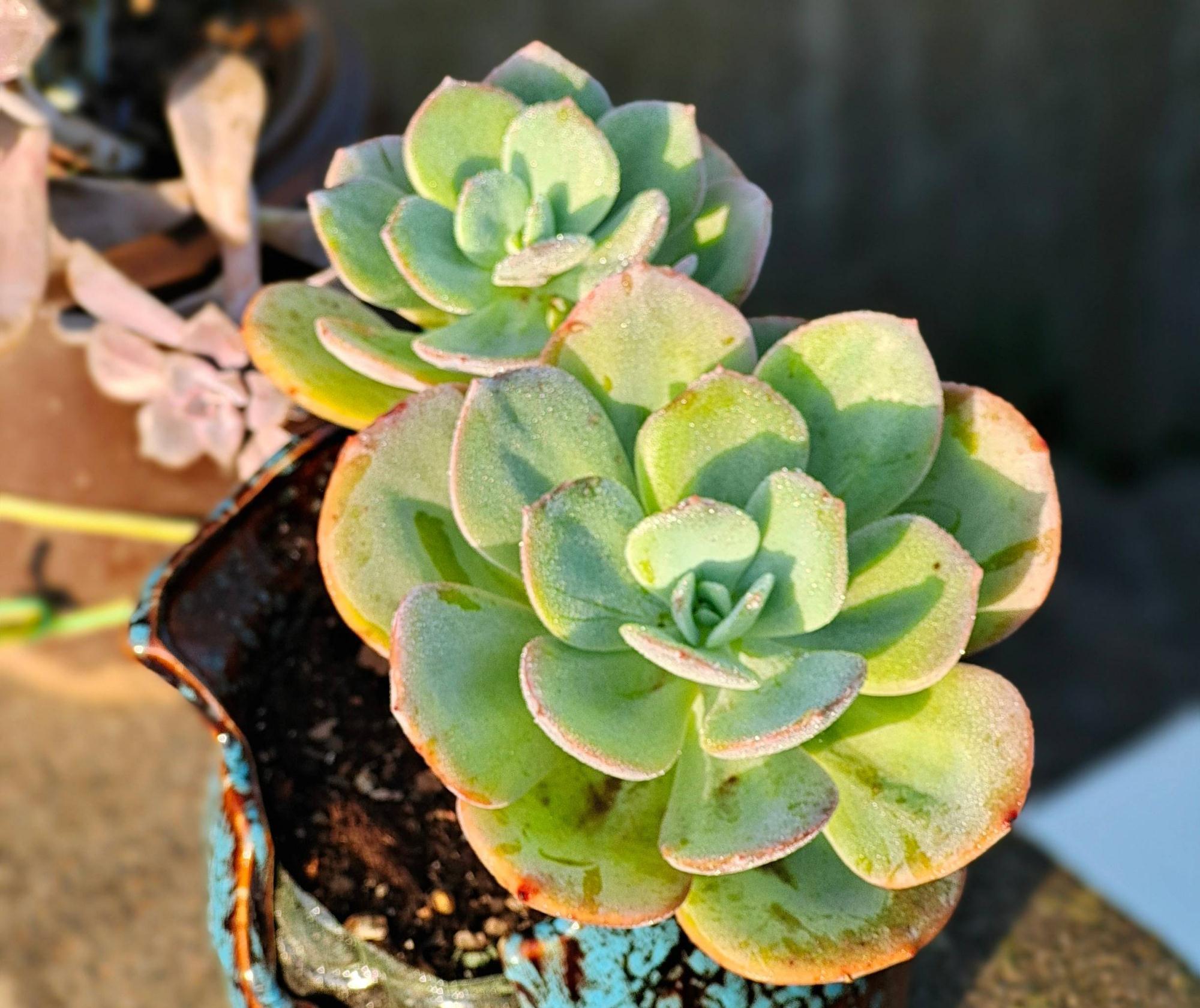 多肉植物|养多肉，有一点很关键，枝叶茁壮变老桩，颜色状态都很赞