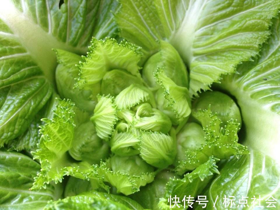 抱子芥|多給孩子吃此菜，排出身體垃圾毒素，視力越來越好，身高蹭蹭的長