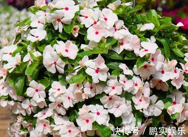 养护|养花技巧粗生粗养也能四季开花!少养1种都觉得亏了