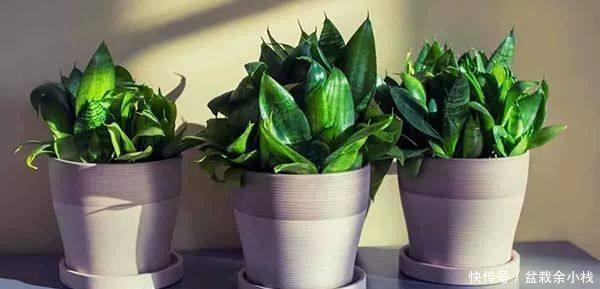 纳米比亚|虎尾兰原来有这么多的学问,以前都白养了