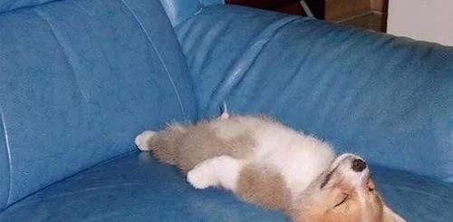 口服|治疗过敏性鼻炎,选氯雷他定VS西替利嗪?你该知道的都在这