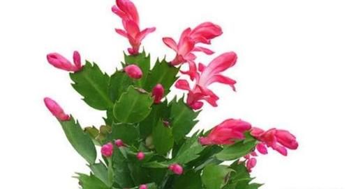 蟹甲兰叶子发软怎么了？