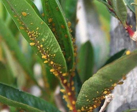 植物|春天“蚊虫多”，养花容易死记住“一点”，蚊虫不来，养啥都爆