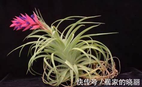 阳台上|农历8月5日开始，养花养个耐看的，养护简单花朵鲜艳，花开满枝头