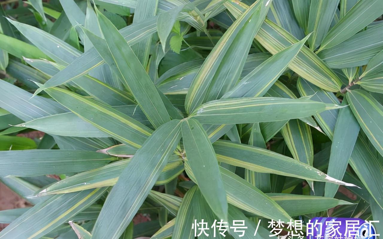 没有院子也能养好竹子,这几种竹子可以做成盆景养在室内