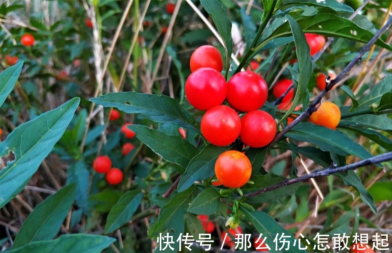 数据库|漂亮的有毒花,认识20种“大毒花”,涨知识不吃亏