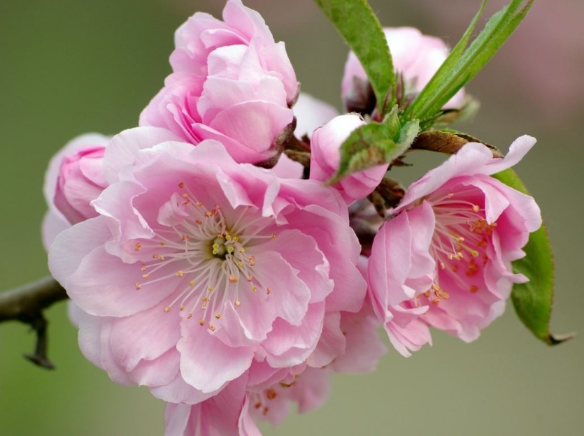 此花婀娜多姿,色彩绚丽丰富的花朵令人目不转睛,其具有消恨之意