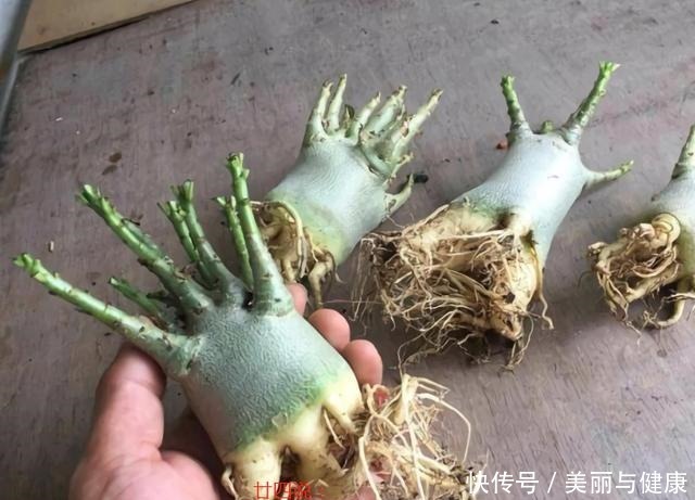 沙漠玫瑰“八爪根”完整教程,自己在家就能做,2年后价值翻几倍!